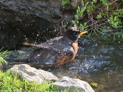 What motivates a robin to take a bath?  How it feels?  How it smells?  Do the other birds drop hints?