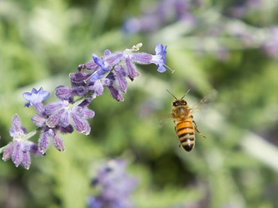 Just bees and things and flowers. ROY AYERS