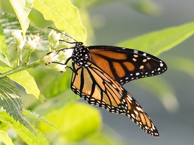 I went to a different park today and found where all the monarchs hang out.