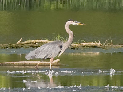 On the hunt for small, slimy, scaly things.