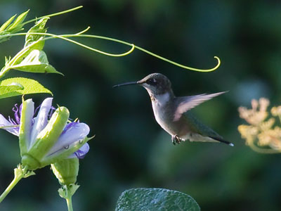 I haven`t seen many hummingbirds lately.