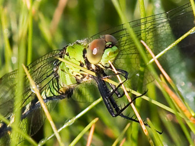 A good nature photographer needs to be able to notice a small green dragonfly in green grass.