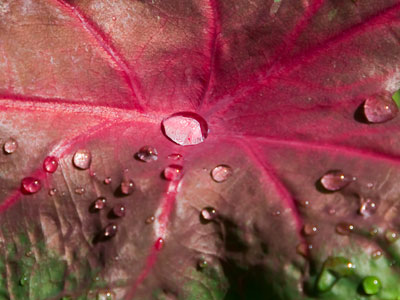 Raindrops keep falling on my plants.