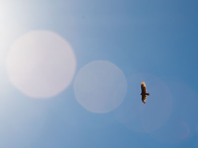 A large shadow moved across the ground.  I looked up.