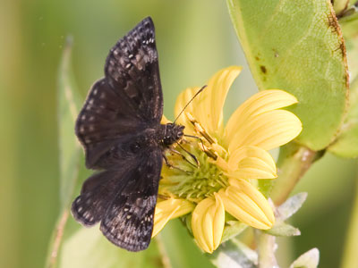 I left the pond for the prairie and got better results.