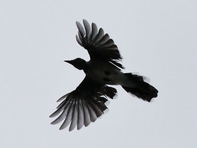 Once again, the bluejays were loud overhead (see August 6 above) but they didn`t drop a feather for me.