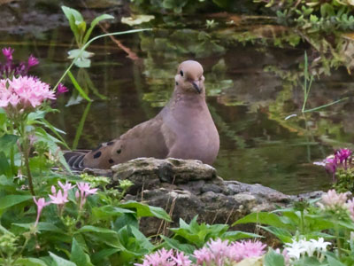 Mourning dove in the morning.