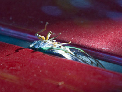 This cicada wasn`t dead, it was just hanging out on my car as I went to the store.  It wasn`t there when I got back.