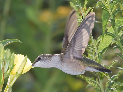 When a hummingbird appears, nothing else matters.