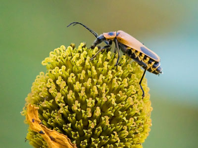 There were two other bugs waiting in line for this plant.