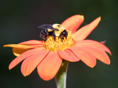 Flower, bee, photographer: we`re all past our prime.