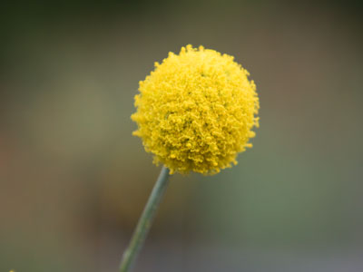 Craspedia, drumsticks, billy buttons, wooly heads -- all the same thing.