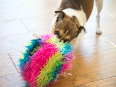 Cocoa shared her toys with me.