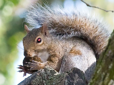 Claws like razors, teeth like needles.  Fluffy tail, though.