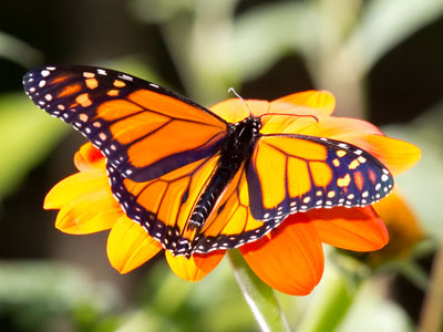 It`s impossible to have too many monarch pictures.