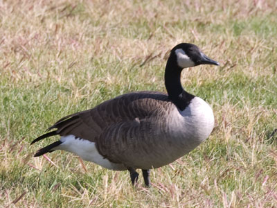 A bald eagle flew over before I had my camera out, so you get a goose instead.