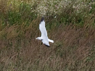 The wind was blowing so hard, this gull was flying backwards.