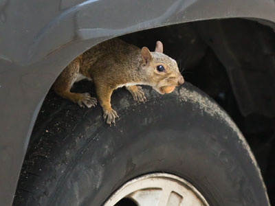 Probably not a good place to hide nuts for the winter.