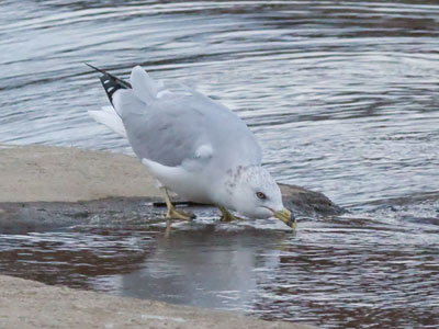 How a gull takes a drink (see May 26, 2017).