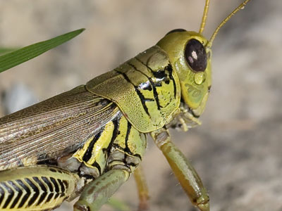 I told myself to shoot something other than bugs, but then I saw a teary-eyed grasshopper.