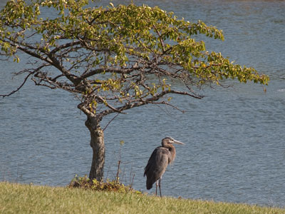 It was stalking a meal.  I was stalking a photo.