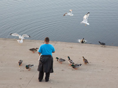 Ducks vs. Gulls, Part Two (see August 18, 2020).  Oh, and one coot on the right.