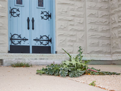 Since this church closed, the neighborhood has fallen among thorns.