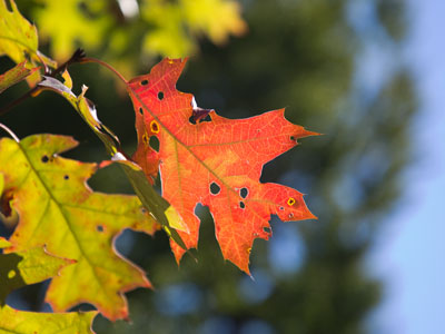 No one travels to Ohio to see the fall foliage.