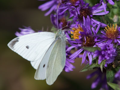 I`ve had bees, flies, ants and other kinds of bugs inside my house, but not a butterfly.  I`d try to keep it as a pet.