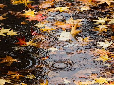 Late October rain spells doom for lingering leaves.