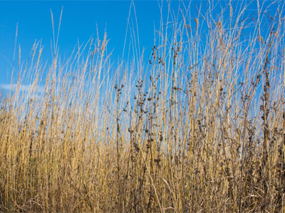 Goodbye, prairie.  I hope we can meet again next year.