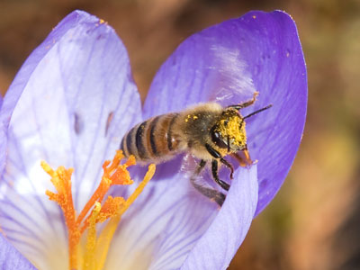 I hate it when I wake up with a face full of pollen.