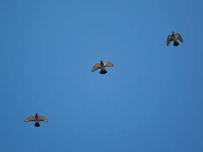 Flying in formation.