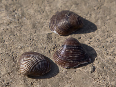 I went beach combing at lunch.