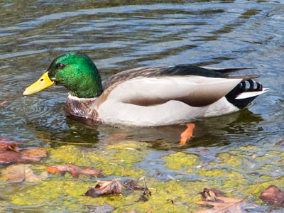 Mallards in Canada migrate south, and mallards in Mexico migrate north, but Ohio has mallards year round.