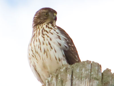 The little birds of the neighborhood got nervous when a hawk swooped in.