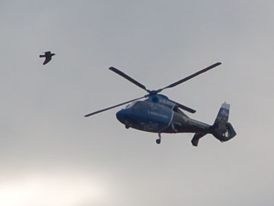 The little birds of the neighborhood got nervous when a helicopter thundered in.