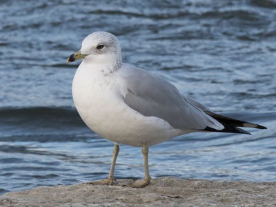 I wonder `Is that the same gull?` (see October 1 and 28, 2020).  The gull wonders, `Is that the same human?`