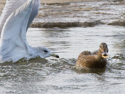 As winter sets in, animals fight greedily over the dwindling food supply. Ruffles are especially scarce.