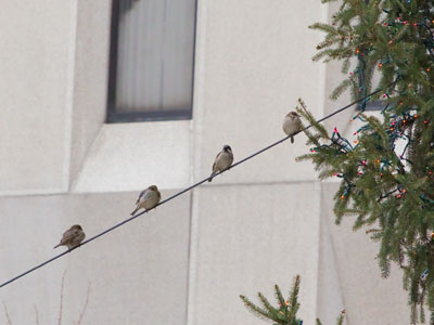 My true love gave to me:  four sparrows freezing.