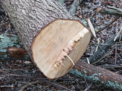 The beavers around here are just out of control.