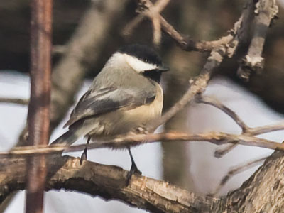 It`s hard to be a bird (and a photographer) this time of year.