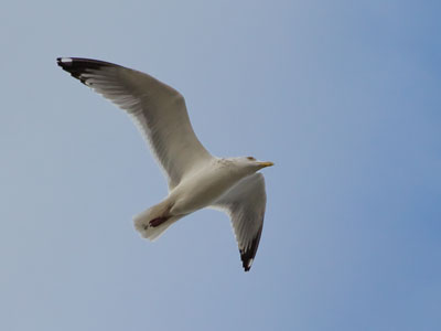 I think we`ve seen enough of gulls standing on rocks.