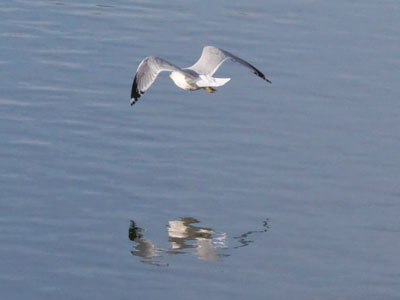 One real gull, one only a mirage.