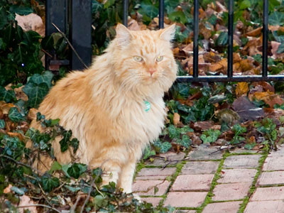 I despise cats, but at least they don`t poop in my yard.