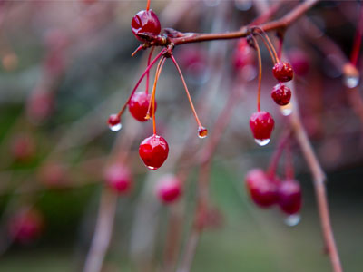 Where maraschino cherries come from.