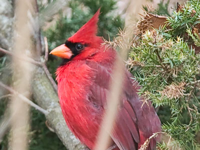 On a warmer day, this cardinal would`ve flown away.