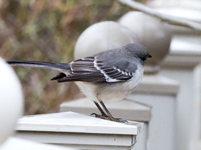 A bad picture of a mockingbird is still pretty good.