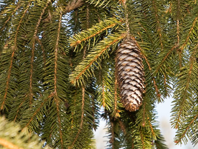 There were birds too, but pine cones hold still.