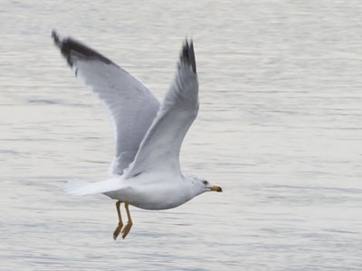 This gull did not welcome my company.